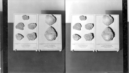 At left P5083 - Fossil Brachiopods, Leptaena Rhombordalic, Niagara Group, Chicago, Ill. - At right P5130 fossil. Brachiopods Stropheodonta profunda, conr. Niagara Group, Chicago, Field Museum, Chicago, Ill