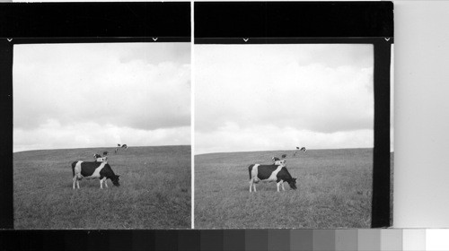 Denmark - cows tethered in a line eating their was [way] across the field in the factory type of agriculture practiced in Denmark