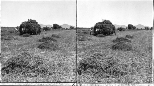 Loading Alfalfa in a Fertile Field of Salt River Valley, Arizona