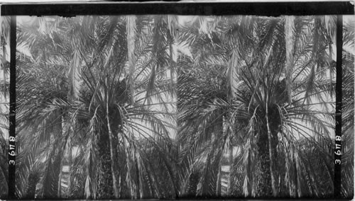 A date palm loaded with ripening fruit, Hawaiian Islands