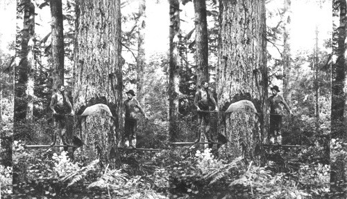 Saving Fir Tree, Puget Sound, Washington