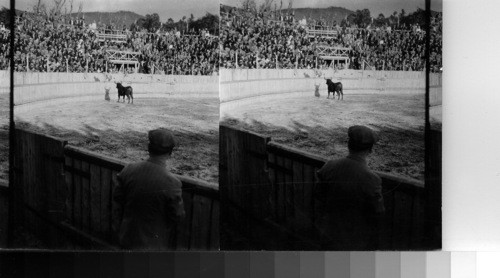 Bull Fight, Madeira