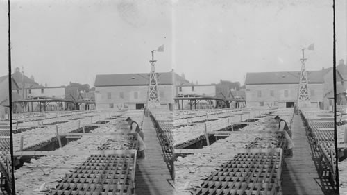 Drying Codfish from Grand Banks on Racks at a Cape Ann. Wharf. Gloucester, Mass