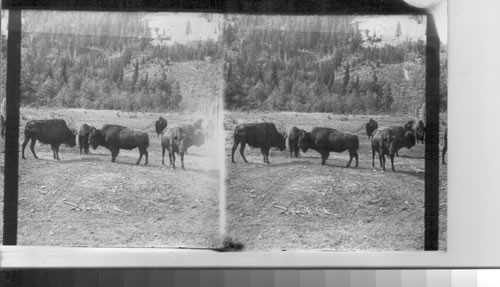 Buffalo in the corral, Banff. Alberta, Canada