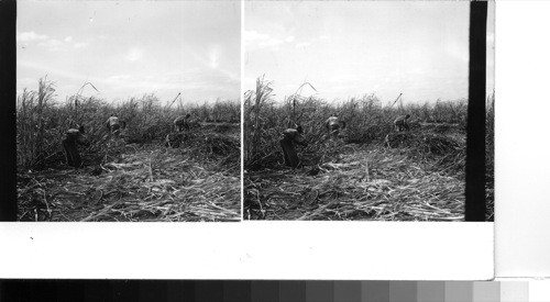 Sugar can harvest in a field on the outskirts of the city Clewiston (sugar capital [capitol] of Florida) on the southwest shores of lake Okeechobee. Florida cane fields are burned when ready for cutting to strip the leaves from the cane stalks. A designated area is fired and carefully watched until the leaves are gone and the fire dead. Then, as here, the cutters go into action with swift strokes of their long, sharp knives known as machetes hacking down the cane. in the background can be seen the cane which will later come into action scooping up the cut cane in great bundles into tractor driven trains of caterpillar-treaded carts. The trains of carts go to the railroad about a mile away and the cane is again transferred to open freight cars which later take the lot to the Clewiston sugar mill of the United States Sugar Corporation about two or three miles distant. Here it is crushed and processed into crude (brown) sugar