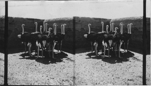 Full-grown black ostriches of Soudan, Cairo, Egypt