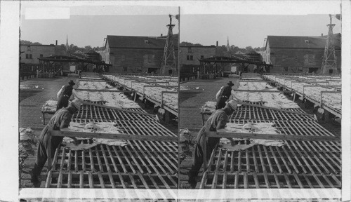 Fish out of water. Drying Codfish from Grand Banks on Racks on Cape Ann Wharf. Gloucester, Mass