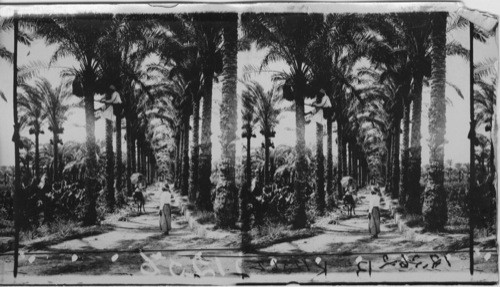 Arabs- Palm Grove, Alexandria, Egypt