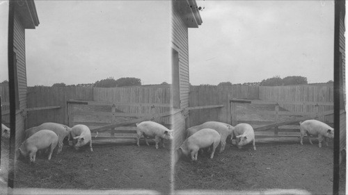 Proper type of hogs for export trade, Agricultural College, Ont