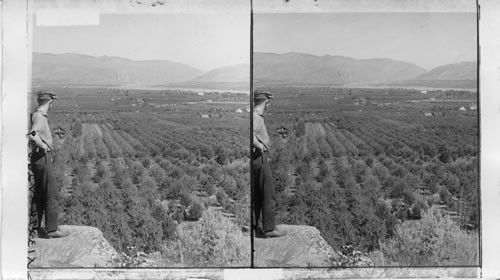 Where Fruit Growers Raise Apples by the Square Mile, in Wenatchee Valley, Washington