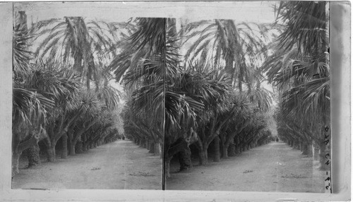 Avenue of Date Palms, Garden d’Essai, Algiers Africa