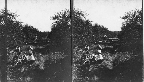 Picking apples in N.J. in October 1926 near red bank. N.J., Staymen - winesap variety - 15 yr. old trees. Crop about 18 crates (bushel each) per tree - blossom early in may - picking in Oct. - good keeper until March. Notice cowpeas growing on soil - they are used as green manuring - disked under in spring