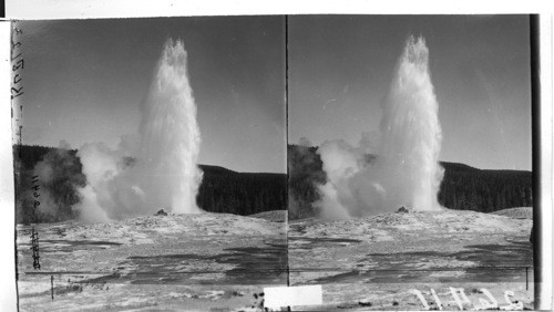 "Old Faithful" Queen of Geysers. Yellowstone. Nat. Park. Wyo