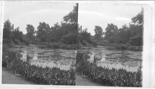 The Lily Lagoon, Lincoln Park, Chicago