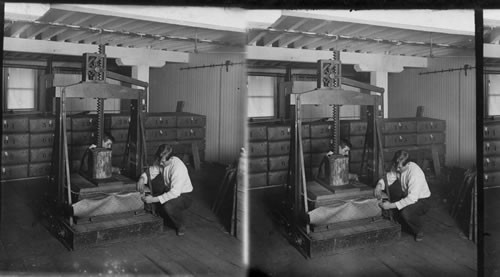 Putting Tobacco into the Press. Granby, Conn