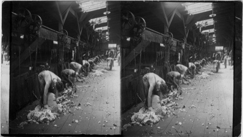 Sheep Shearing, showing 14 shears working over 2000 sheep sheared in day . Average 8 to 9 lbs. wool per sheep. Kirkland Sheep Feeding Co., Kirkland, Ill