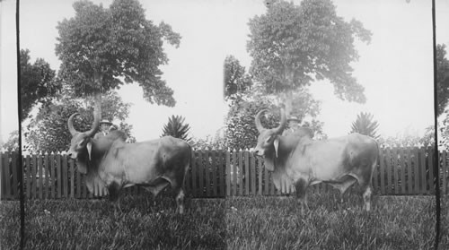 East Indian Cattle Farm of Hon. Evelyn Ellis, Montpelier, Jamaica