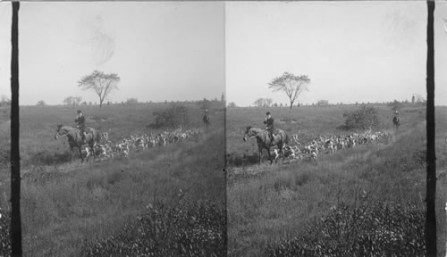 Horsemen and Hounds on the Trail. Meadowbrook. Long Island. N.Y