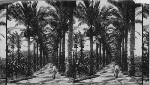 Arabs- Palm Grove, Alexandria, Egypt