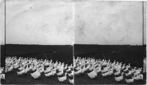 White Pekin Geese - Illinois?