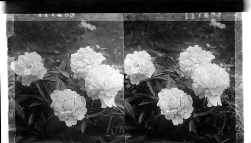 Peonies in Wash., D.C