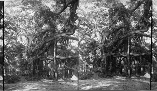 Mammoth Banyan Tree, Calcutta, India