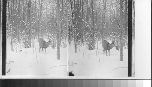 A Deer in a Canadian Forest