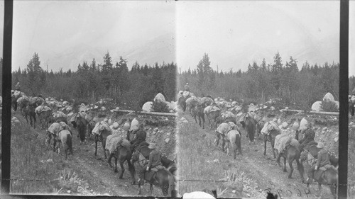 Packtrain of Horses belonging to Fred Brewster of Jasper, Canada