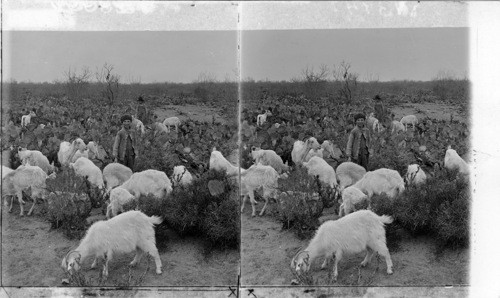 Pasturing Goats in a Cactus Field. Aidendale, Texas