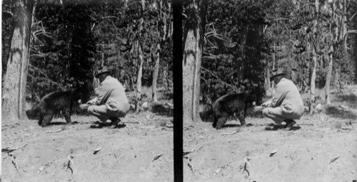 "Max" a bear, comes out of the tree and is fed by Pres. Harding. Yellowstone Park. Title: President Harding Feeds "Max" the Bear in Yellowstone National Park