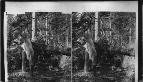 Elk hunters shelter camp in the pine forests of Wyoming U.S.A. [1901 Boardman party near Toquotee Pass. Will Angelo, Harry Angelo, Col. Patrick 1/18/85 JBM]