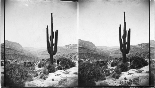 Giant Cactus, the Saliuaro, thirty feet is no uncommon height for the Saliuaro to attain and some few are more than fifty feet. From the spiny, fluted trunk issue branches which almost equal that trunk in diameter, and frequently there is but a solitary branch. Yet this monstrous cactus brings forth a brilliant red waxen flower of singular beauty - the state flower of Arizona, Salt River can be seen in the distance along the Apache Trail about 7 miles west of Irish creek Canyon and 9 miles east of Roosevelt Dam