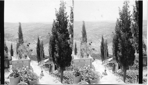 Garden of Gathsemane - Jerusalem, Palestine