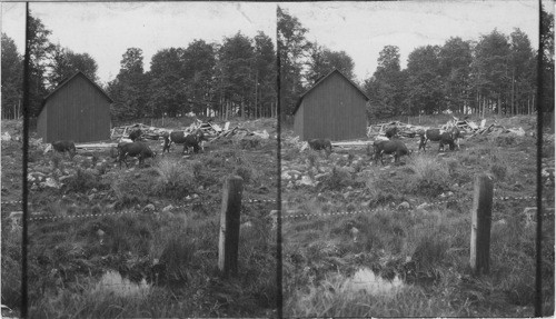 Cows in Rocky Pasture