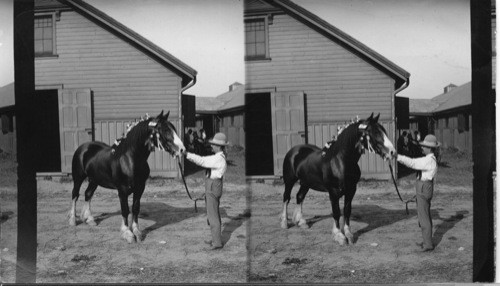 A Canadian Thoroughbred, Toronto Exposition, Canada