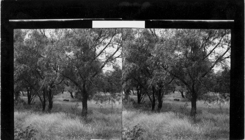 Mesquite Tree, Eastland, Tex.?