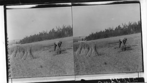 Wheat Field Near Fairbanks, Alaska