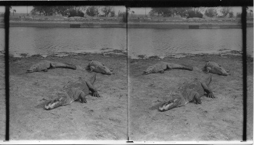 Crocodiles on the River Bank. India