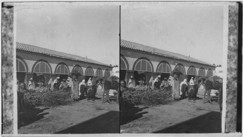 Market Scene, Biskra, Algiers