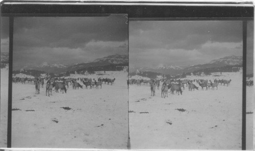 Some of the thousands of elk which live throughout the year in Yellowstone National Park, Wyoming