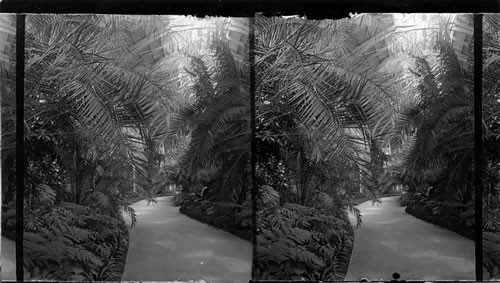 In the Conservatory at Audubon Park, New Orleans, La