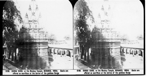 Inscribed in recto: 9190 DURGA KUND, of the Monkey Temple, BENARES, INDIA. Goats are offered as sacrifices at the shrine of the goddess Durga