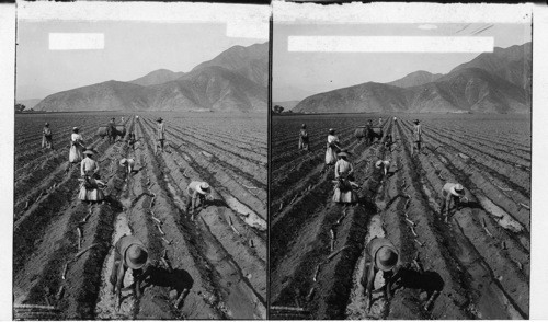 Irrigating plains otherwise sterile, and planting sugar-cane on a farm at Santa Clara, Peru