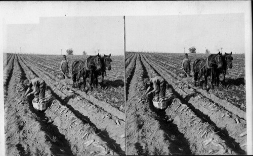 Gathering Sweet Potatoes, Missouri