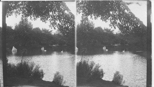 Duck Pond, Public Gardens, Halifax, Canada