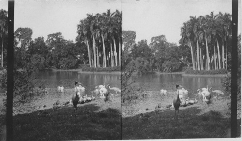 In Zoo Gardens. Calcutta. India