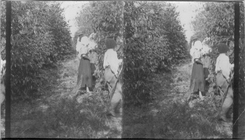 Native coffee pickers at work, State of Sao Paulo, Brazil