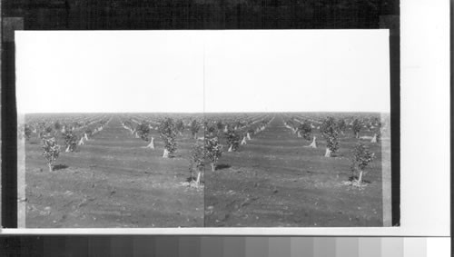 A Plantation of Two-Year Old Yerba Mate Trees at the National Agricultural Experiment Station at Loreto, Terr. Misiones, Argentina