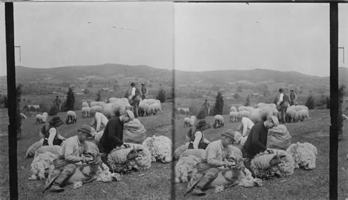 Shearing sheep on an Eastern sheep farm, Michigan