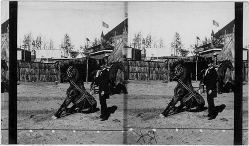 Trained horse in the Mexican Village. Atlanta Exposition, Georgia